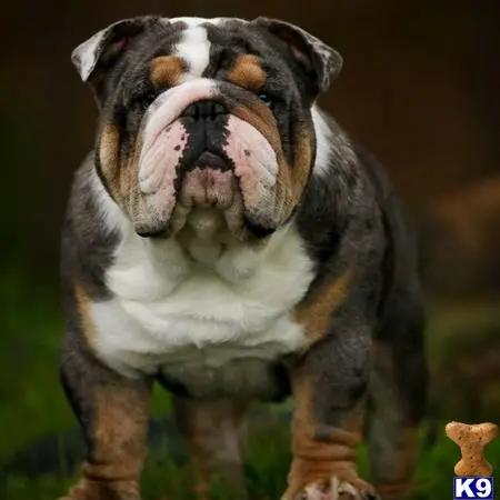 Bulldog stud dog
